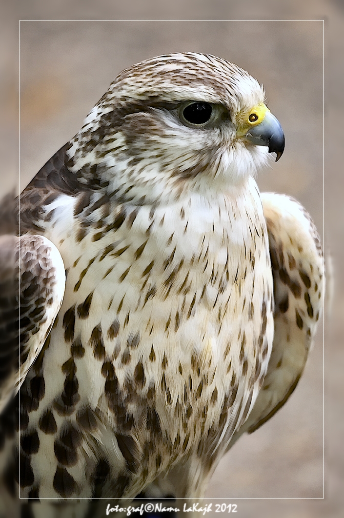 stolzer Vogel I, Aufgenommen in Wildpark Schloss Tambach