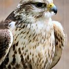 stolzer Vogel I, Aufgenommen in Wildpark Schloss Tambach