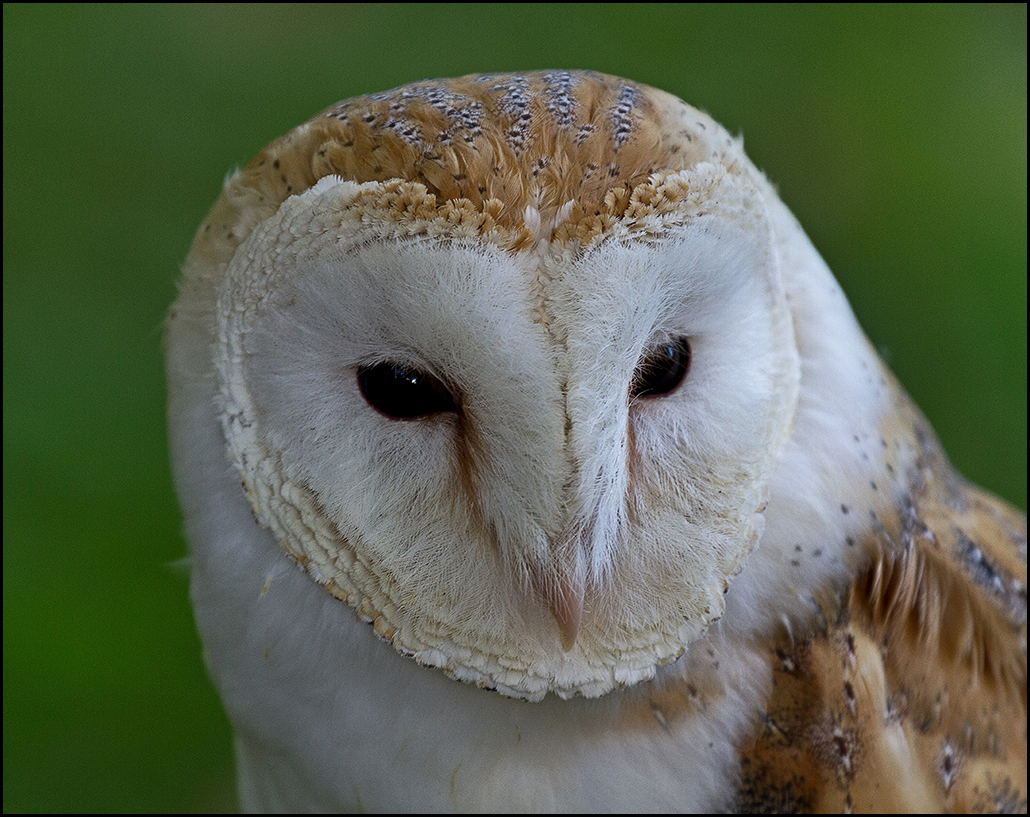 Stolzer Vogel III