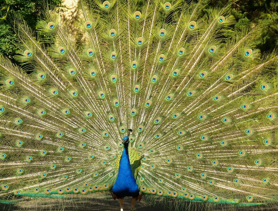 Stolzer Vogel Pfau