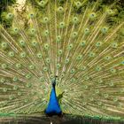 Stolzer Vogel Pfau