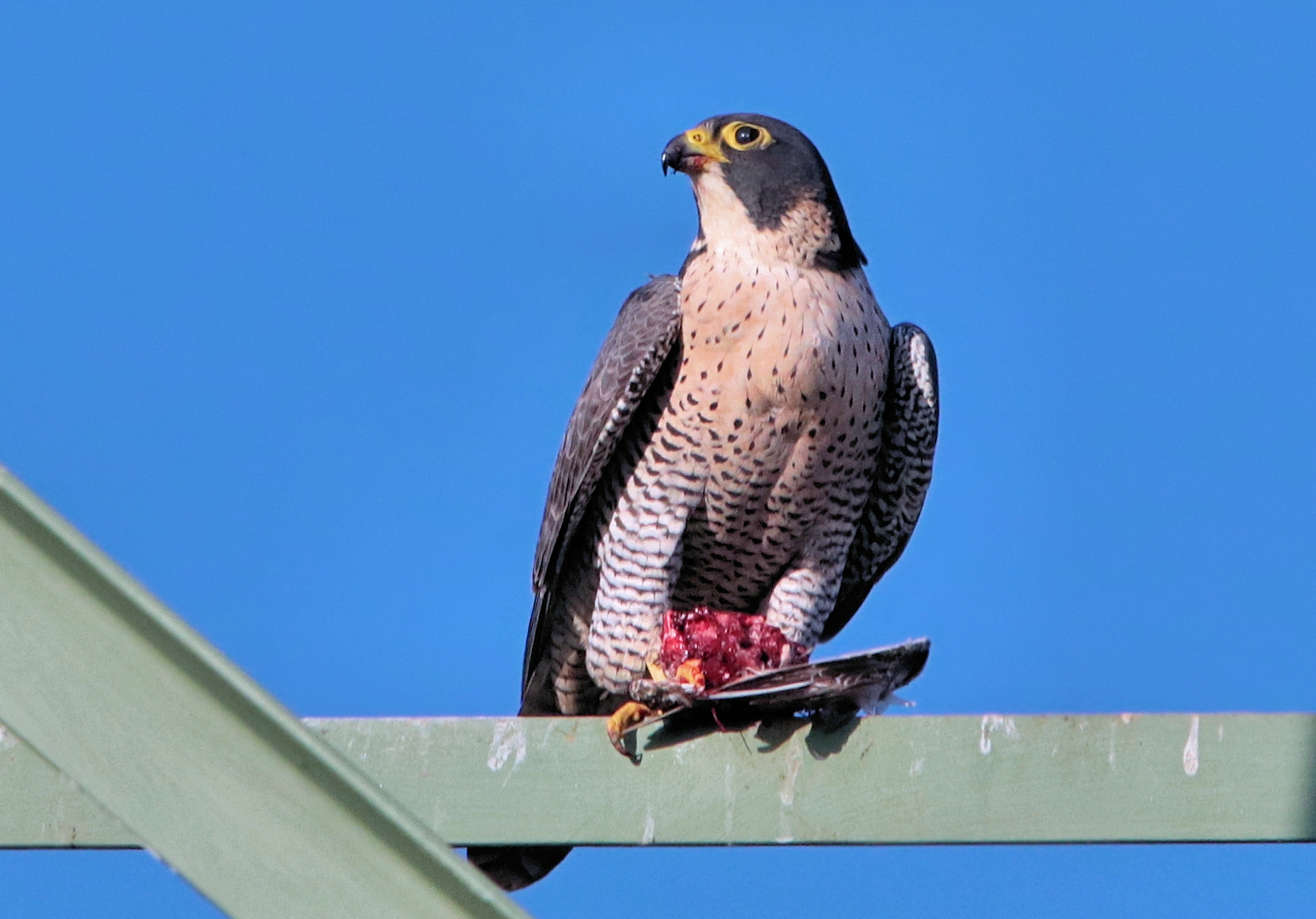 STOLZER WANDERFALKE MIT BEUTE