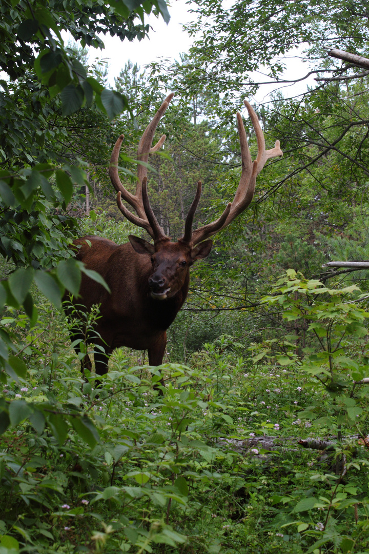 Stolzer Wapiti-Hirsch