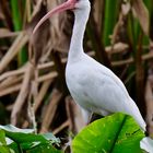 Stolzer weißer Ibis