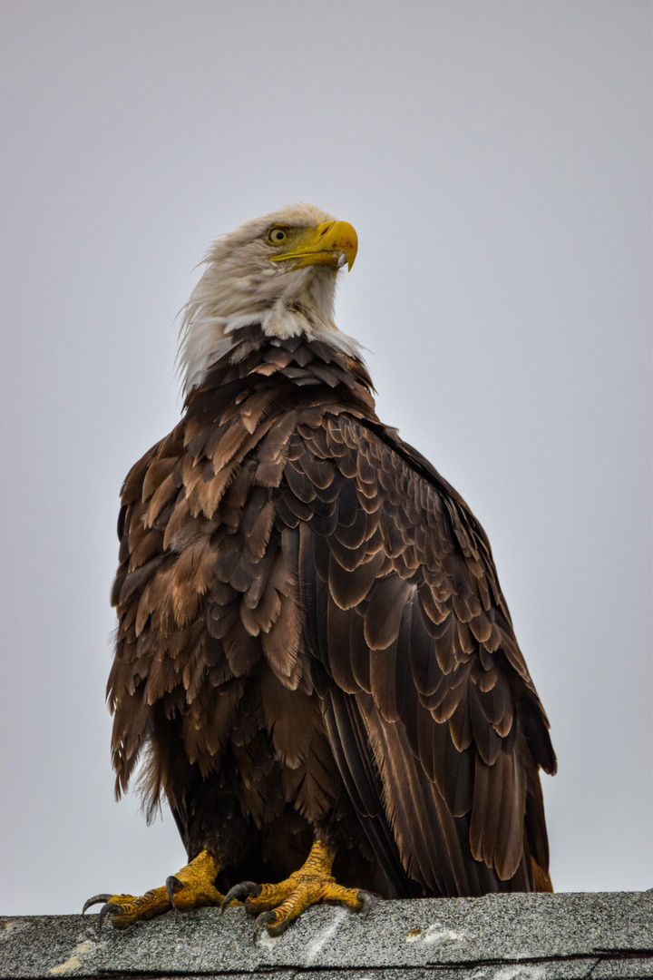 Stolzer Weisskopf-Seeadler in Alaska