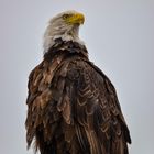 Stolzer Weisskopf-Seeadler in Alaska