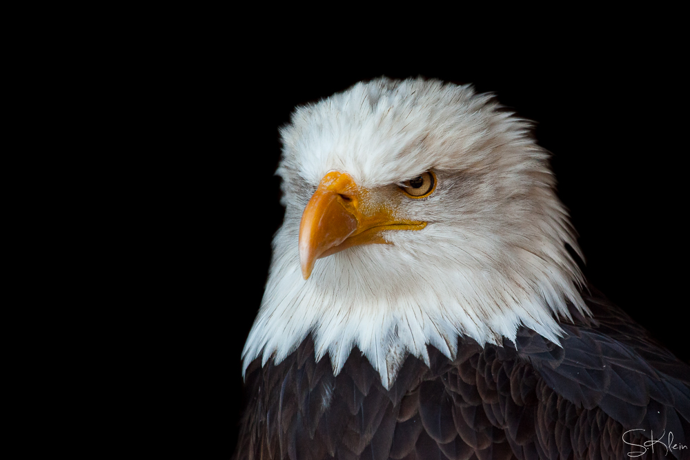 Stolzer Weisskopfseeadler