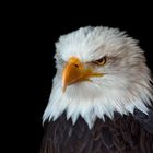 Stolzer Weisskopfseeadler