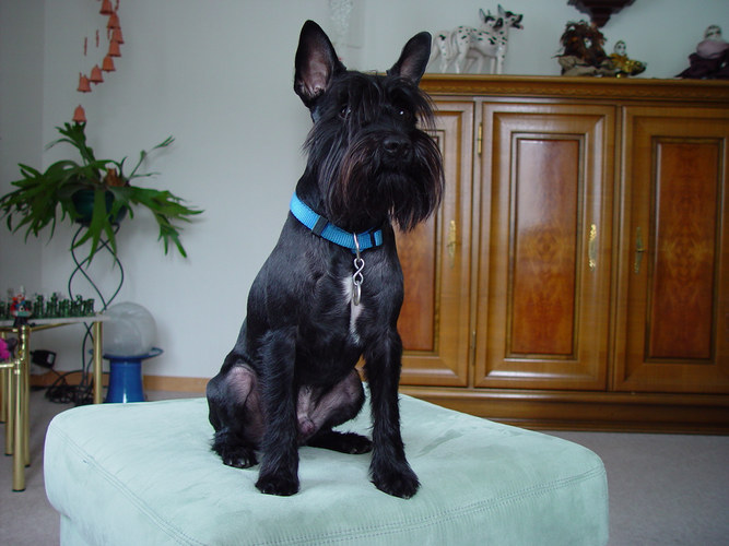 Stolzer Zwergschnauzer mit stehenden Ohren Foto &amp; Bild tiere