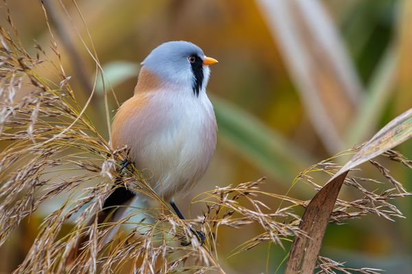 Stolzes Bartmeisenmännchen