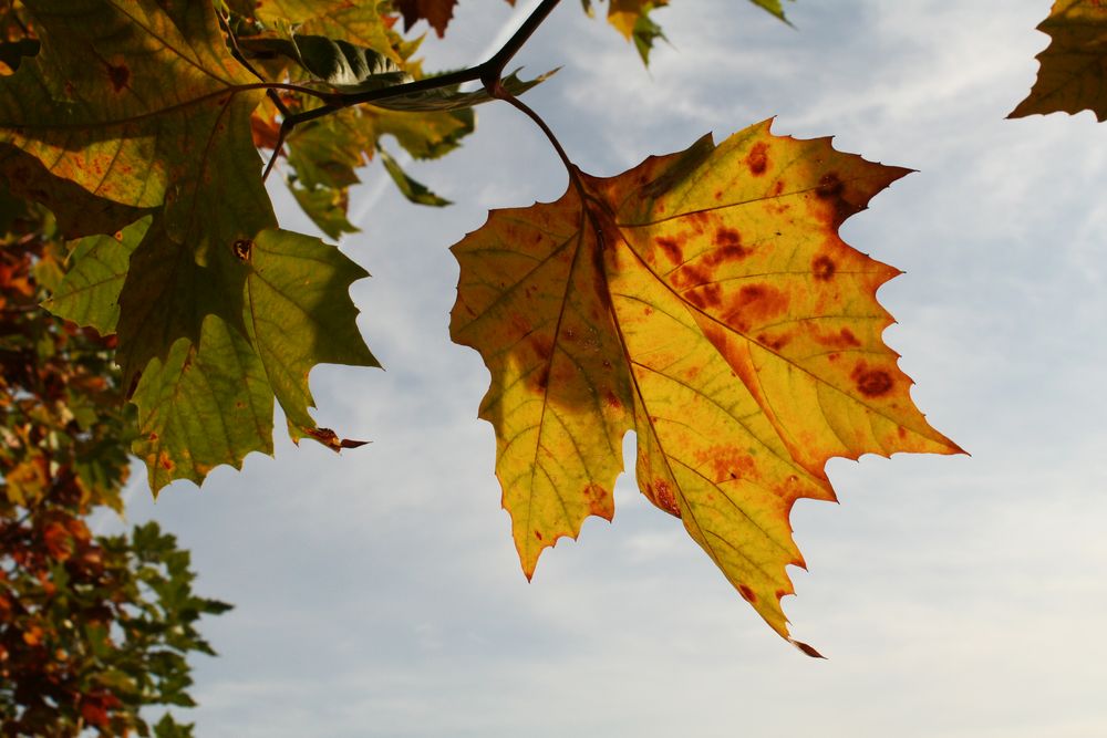 Stolzes Blatt