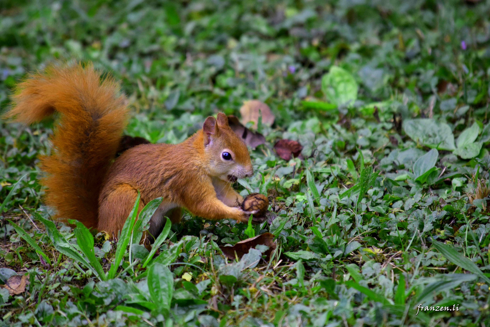 Stolzes Hörnchen