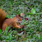 Stolzes Hörnchen