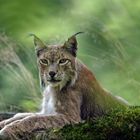 Stolzes Luchs Weibchen