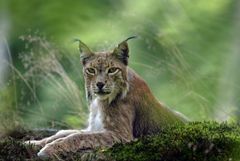 Stolzes Luchs Weibchen