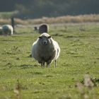 Stolzes Schaf auf der Weide...