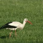 Stolzieren auf saftigen Wiesen