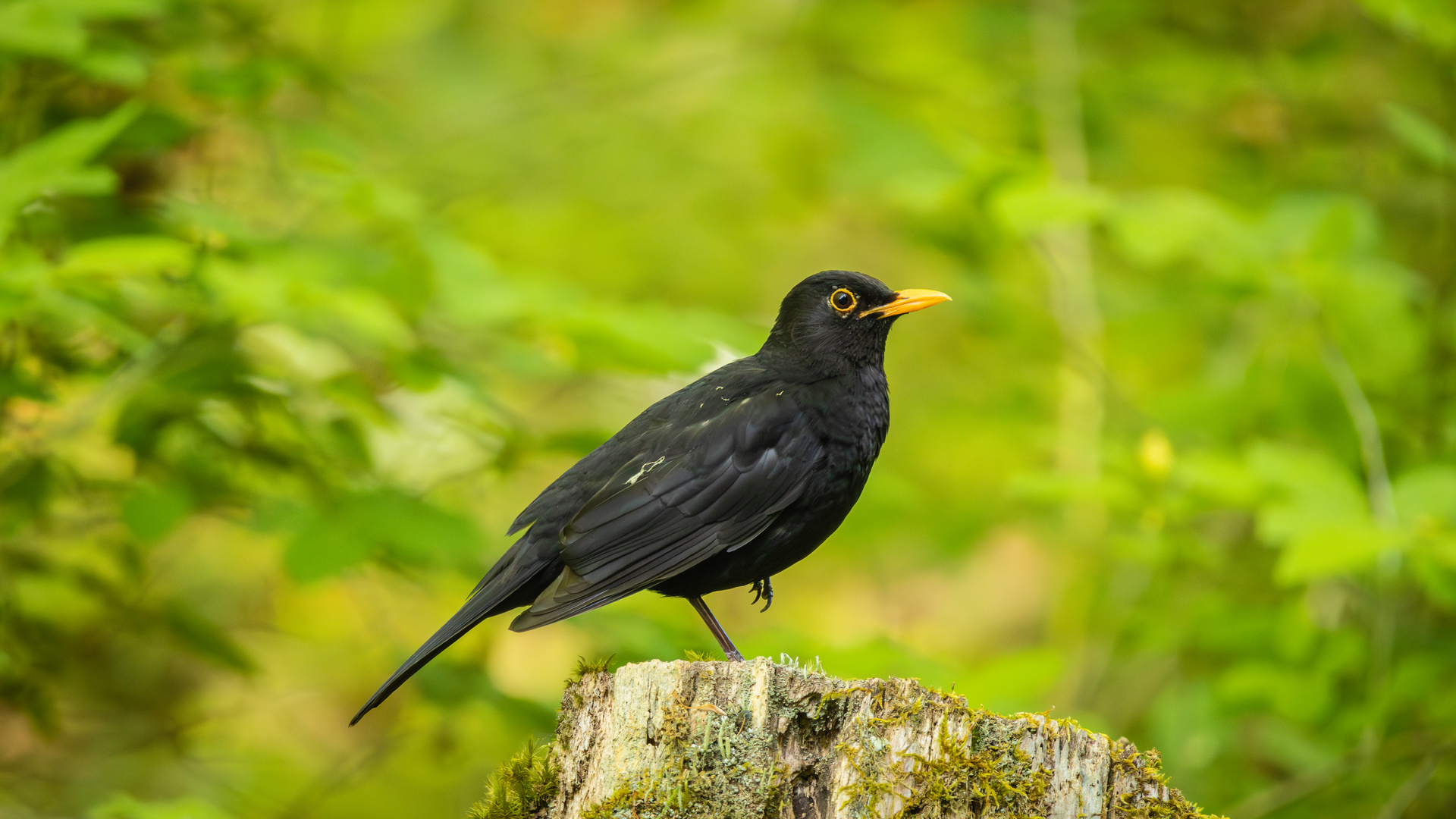 Stolzierende Amsel auf einem Bein