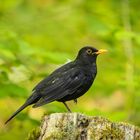 Stolzierende Amsel auf einem Bein