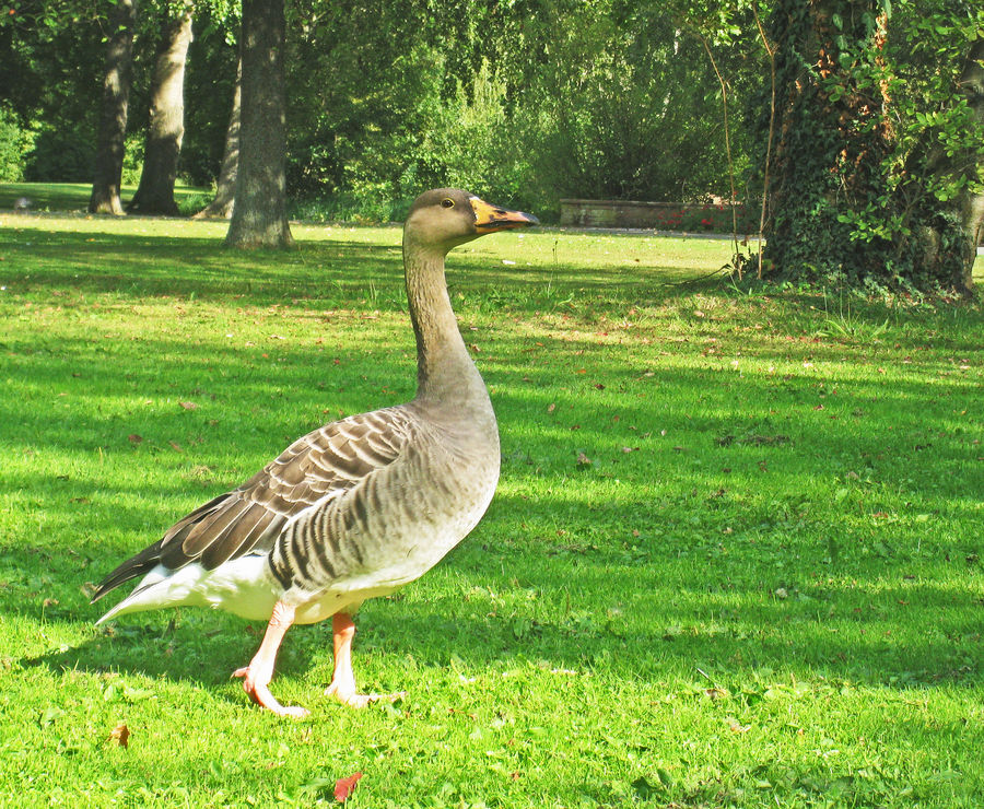 Stolzierende Gans