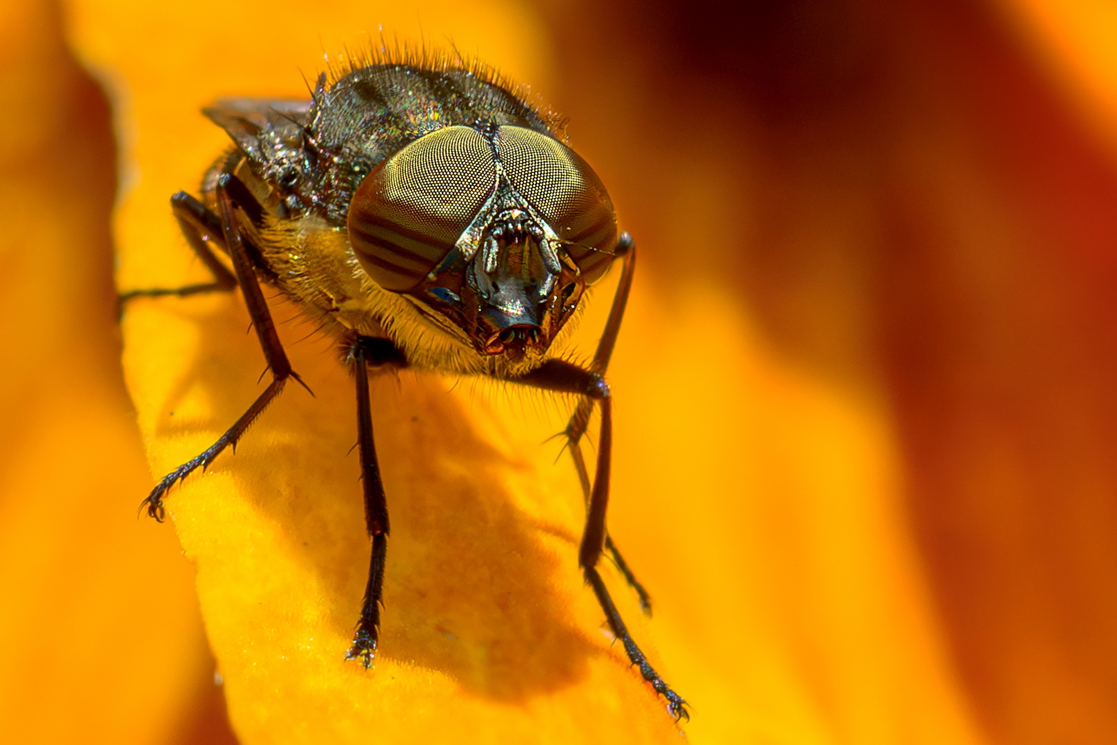 Stomorhina lunata