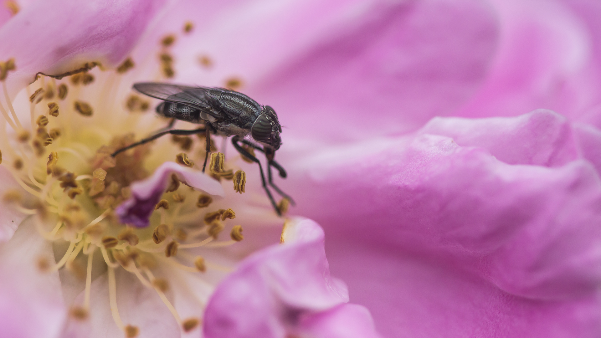 Stomorhina lunata in einer Rosenblüte