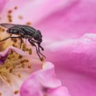 Stomorhina lunata in einer Rosenblüte