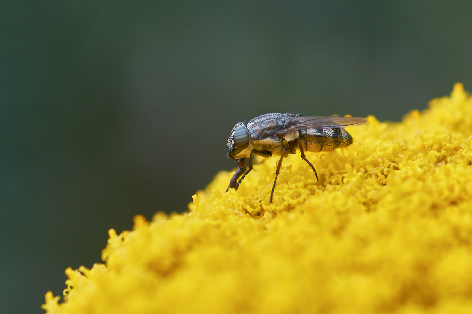 Stomorhina lunata - weiblich