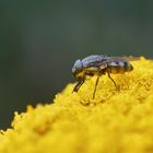 Stomorhina lunata - weiblich