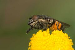 Stomorhina lunata_2 (Rhiniidae)