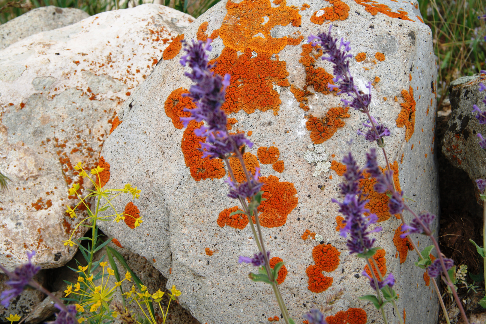 stone and flower