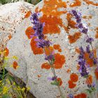 stone and flower