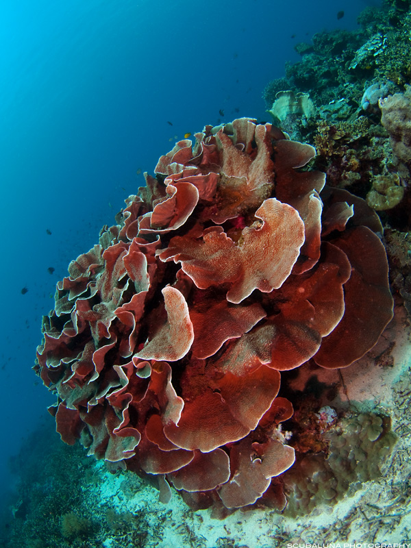 Stone Coral (Turbinaria mesenterina)