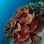 Stone Coral (Turbinaria mesenterina)