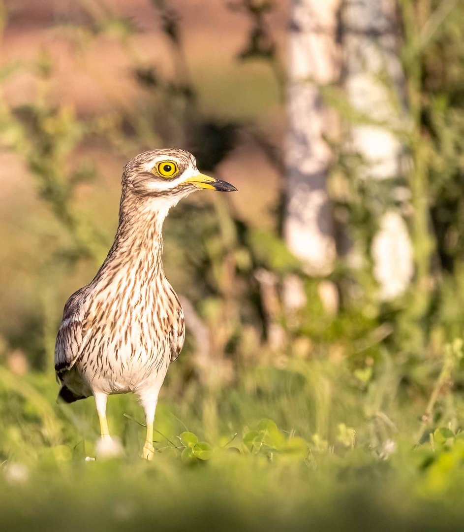 Stone Curlew