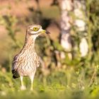 Stone Curlew