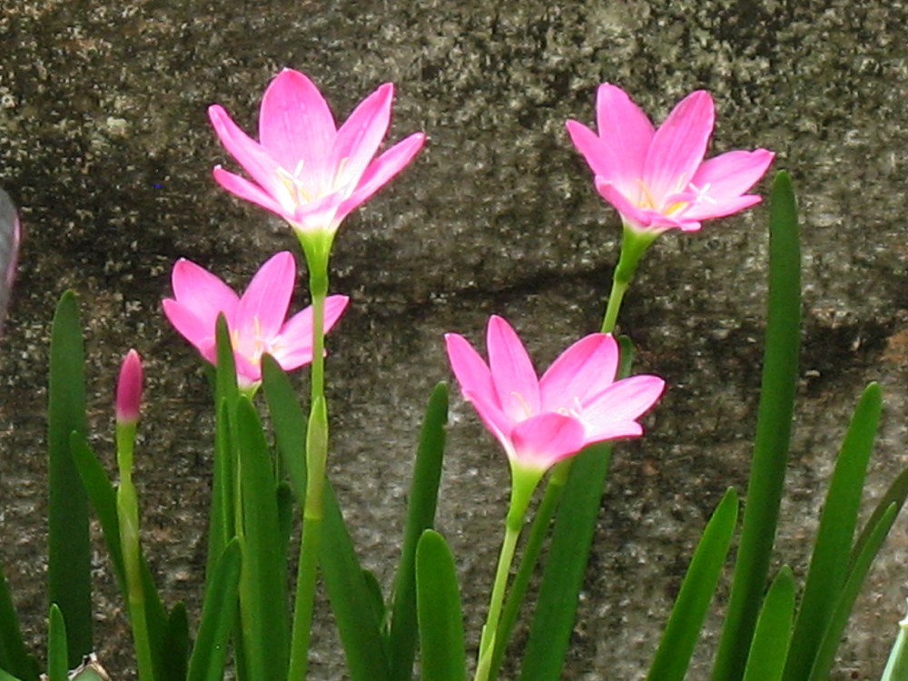 Stone Flowers