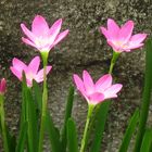 Stone Flowers