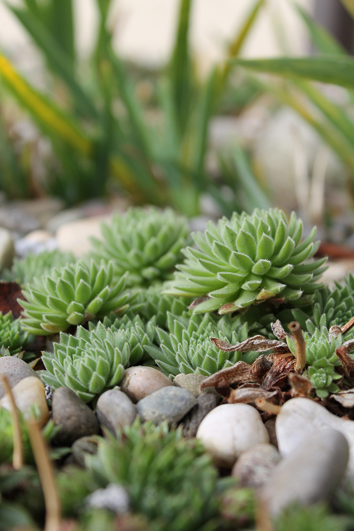 Stone Flowers