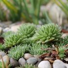 Stone Flowers