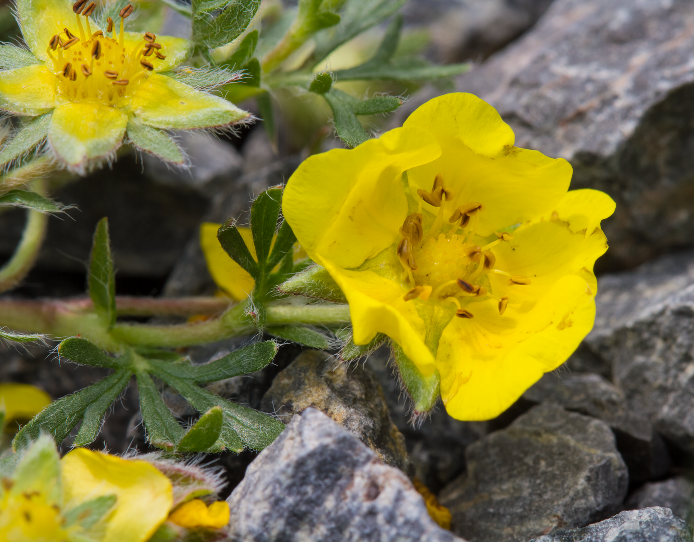 Stone Flowers