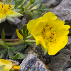 Stone Flowers