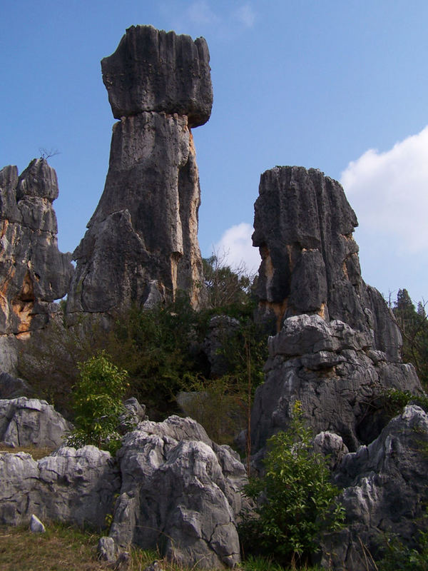 Stone Forest