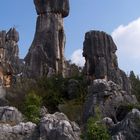 Stone Forest