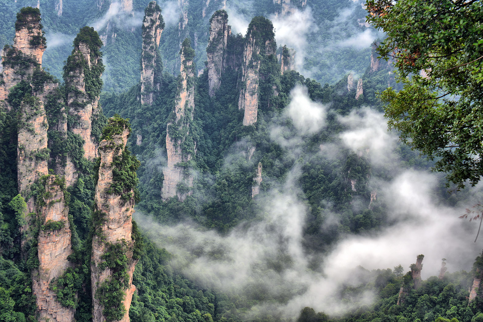 Stone Forest