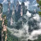 Stone Forest