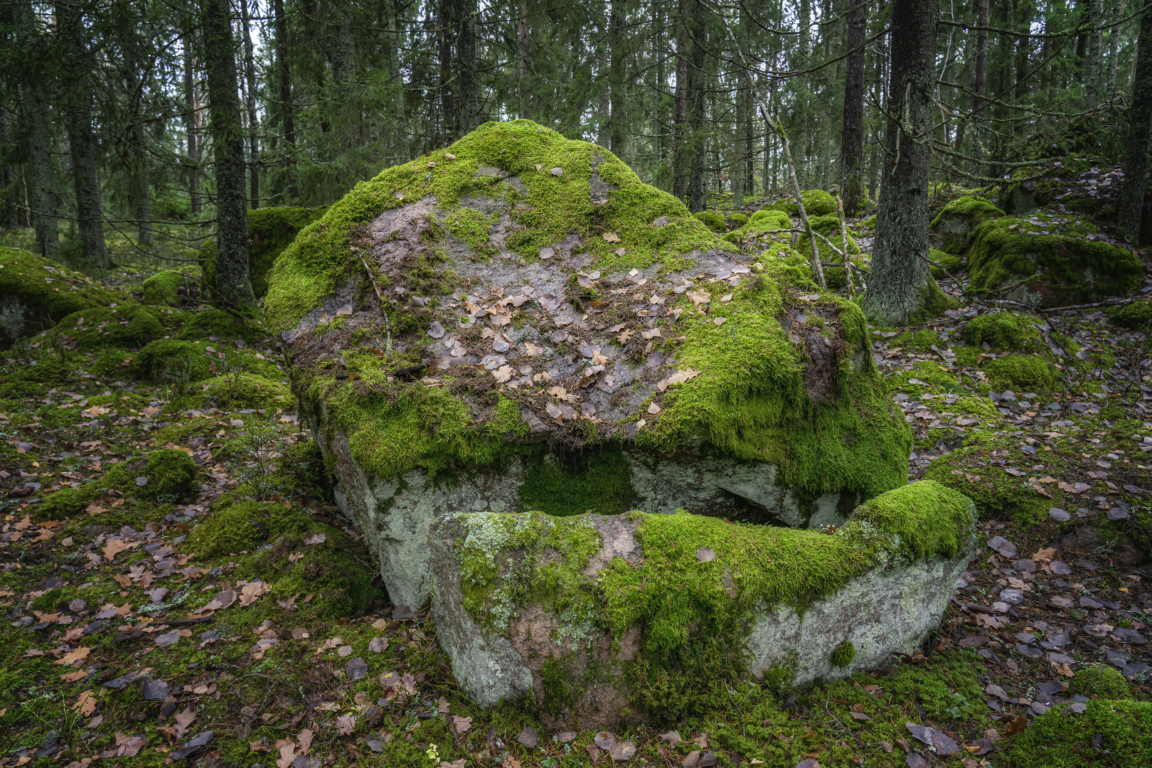 Stone in the forest