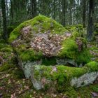 Stone in the forest