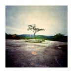 Stone Mountain Tree