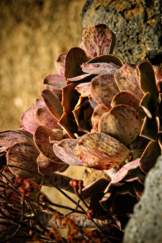 [Stone Rose]